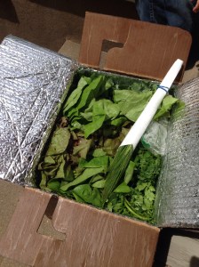 Buttermilk Falls CSA